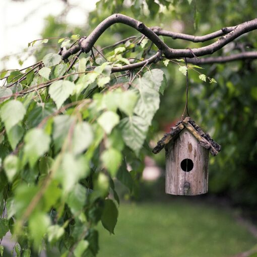 bird feeder, branches, backyard