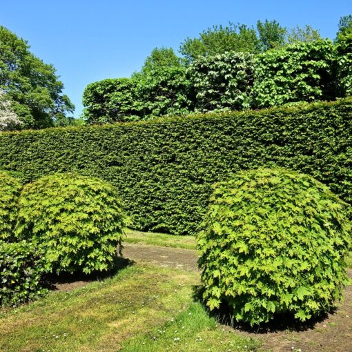 shorn hedge, shorn bush, hedge