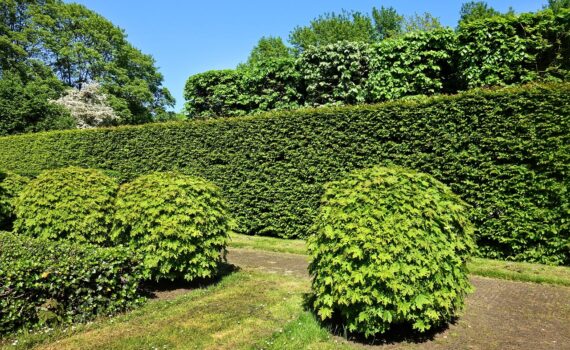 shorn hedge, shorn bush, hedge