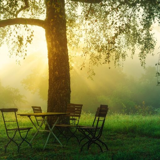 sunrise, morning, chairs, table, trees, foggy, misty, backlight, nature, happy, quiet, optimism, positive, beginning, green, leaves, garden, garden, garden, garden, garden, garden